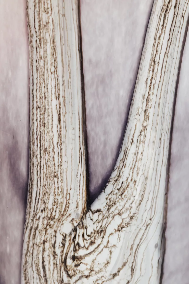 Baobab Geurkaars - Woods Broceliande 4 Baobab Baobab Geurkaars - Woods Broceliande